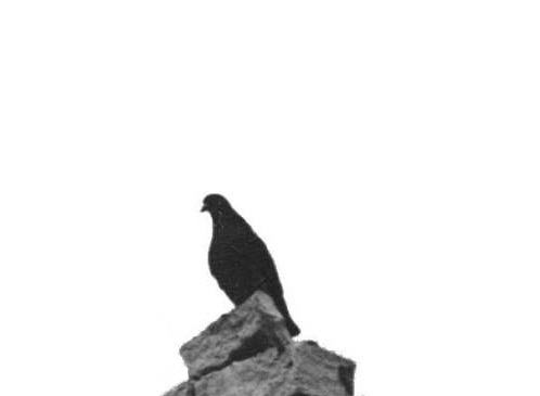 bird